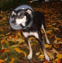 Flamingo Beschermkraag Capo 31,5cm -ROYAL CANIN Winkel 7de486facebd1c50360a8963fe8fbb258e165e18ebbce23e466ab63927cea963