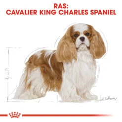 Royal Canin Cavalier King Charles Adult Hondenvoer 3kg -ROYAL CANIN Winkel Royal Canin Cavalier King Charles NL 3