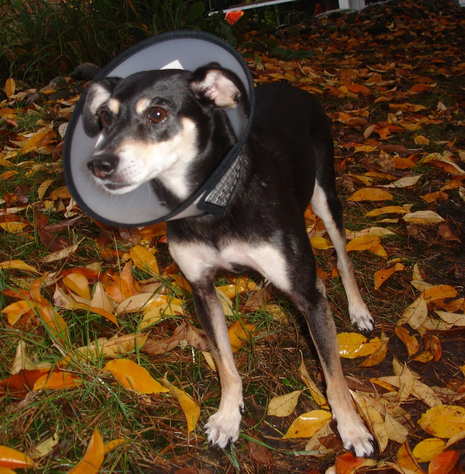 Flamingo Beschermkraag Capo 38,5cm 9 Flamingo Beschermkraag Capo 38,5cm - Afbeelding 7