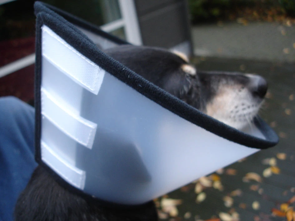 Flamingo Beschermkraag Capo 38,5cm 8 Flamingo Beschermkraag Capo 38,5cm - Afbeelding 6