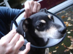 Flamingo Beschermkraag Capo 31,5cm -ROYAL CANIN Winkel faa9529e5b9f77cc94f3f7dd4fedc2f14c8fa97292c91b445bf394fb4d1ac286