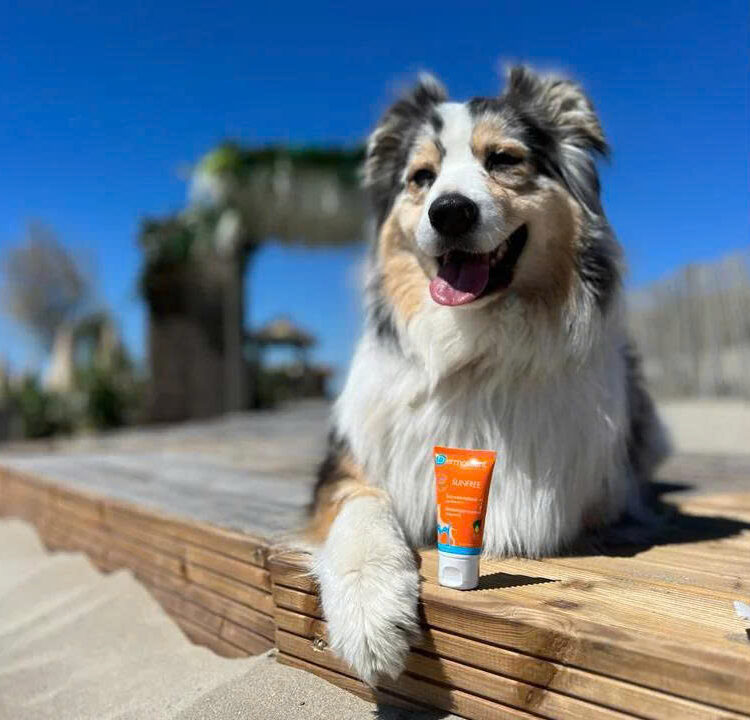 ROYAL CANIN Winkel 20 ROYAL CANIN Winkel -ROYAL CANIN Winkel z6742080774942 ba9e25f9b6ae2f2299f2eb72a93cd5e0 1 e1750861208398