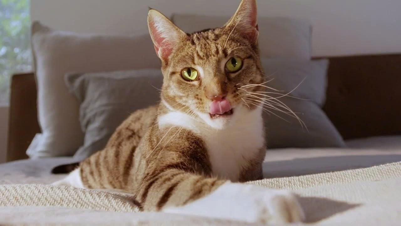 ROYAL CANIN Winkel -ROYAL CANIN Winkel z6742146310565 f6c8acaa9dfdfa0057ee52141250e302 1